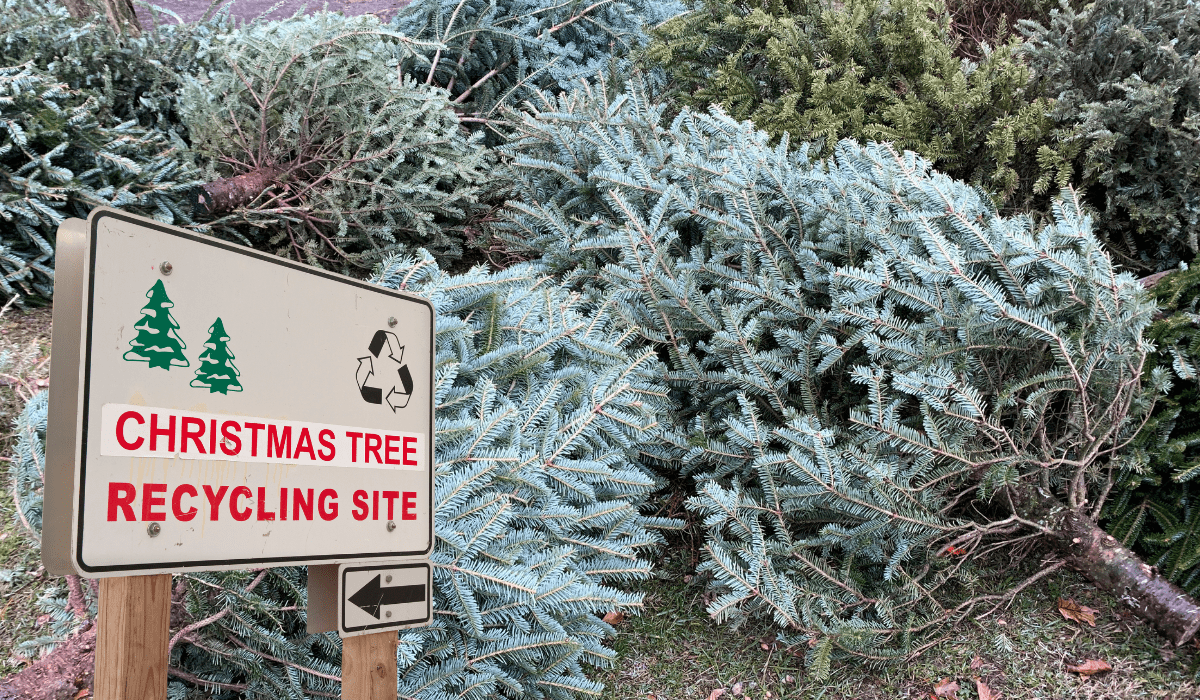 Christmas_Tree_Recycling