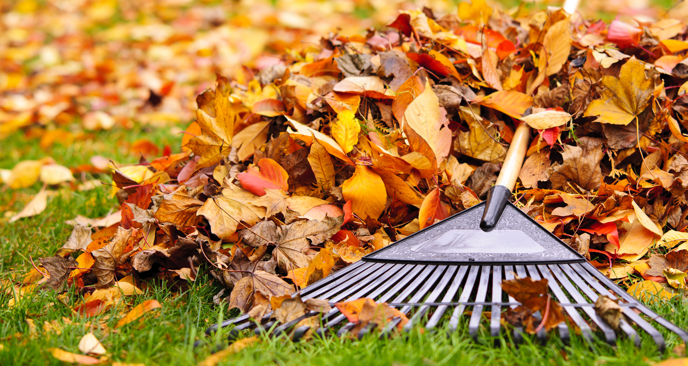 Pile,Of,Fall,Leaves,With,Fan,Rake,On,Lawn